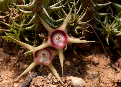 Huernia verekeri