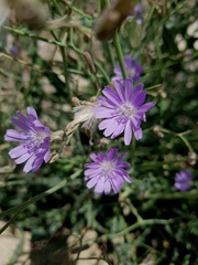 Lactuca tatarica