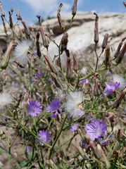 Lactuca tatarica