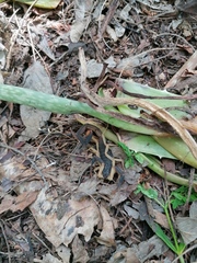 Centruroides fulvipes