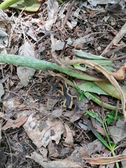 Centruroides fulvipes