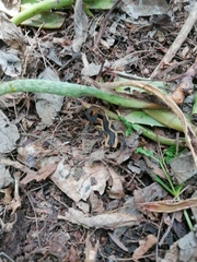 Centruroides fulvipes