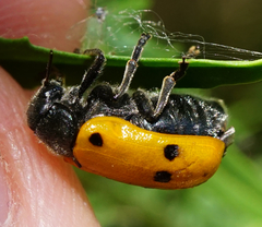 Lachnaia sexpunctata