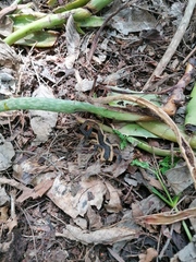 Centruroides fulvipes