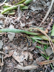 Centruroides fulvipes