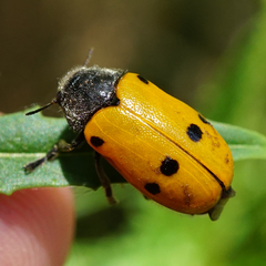 Lachnaia sexpunctata