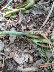 Centruroides fulvipes