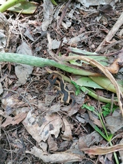 Centruroides fulvipes