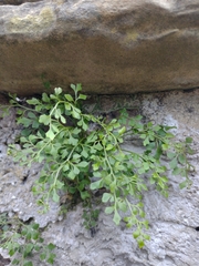 Asplenium ruta-muraria