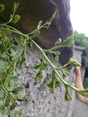 Asplenium ruta-muraria