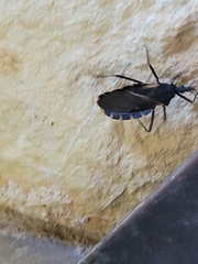 Triatoma gerstaeckeri