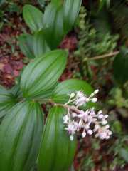 Maianthemum paniculatum