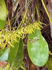 Stelis poasensis