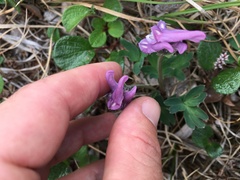Corydalis pauciflora