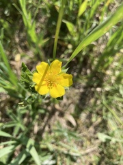 Potentilla pulcherrima