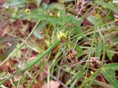 Passiflora allantophylla