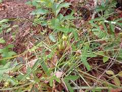 Passiflora allantophylla