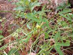 Passiflora allantophylla