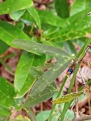 Passiflora allantophylla