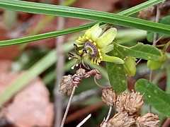 Passiflora allantophylla