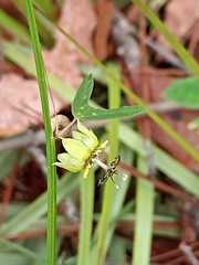 Passiflora allantophylla