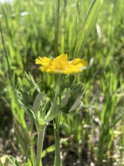 Potentilla pulcherrima