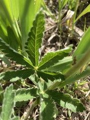 Potentilla pulcherrima