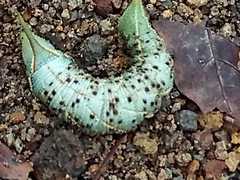 Smerinthinae