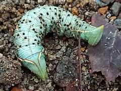 Smerinthinae