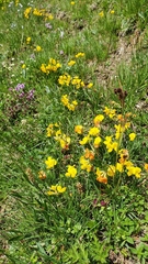Lotus corniculatus