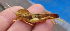 Pyrgodera armata