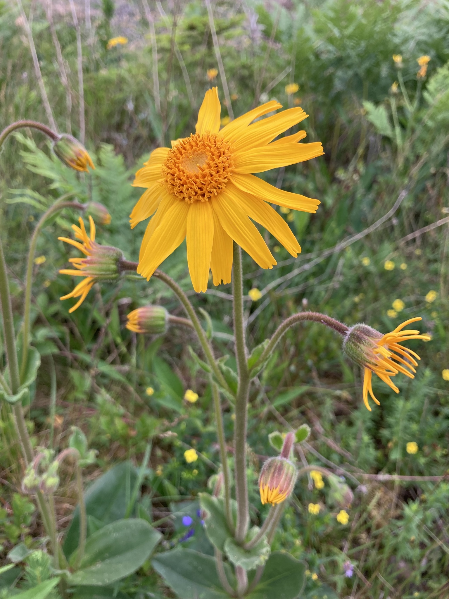 Arnica montana — fotografia 3