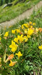 Lotus corniculatus