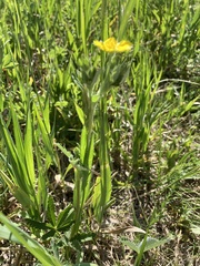 Potentilla pulcherrima
