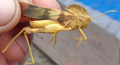 Pyrgodera armata