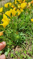 Lotus corniculatus