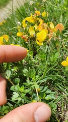 Lotus corniculatus