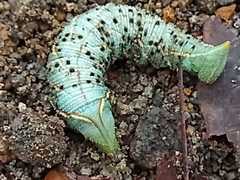 Smerinthinae