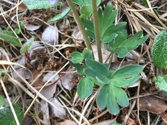 Corydalis pauciflora