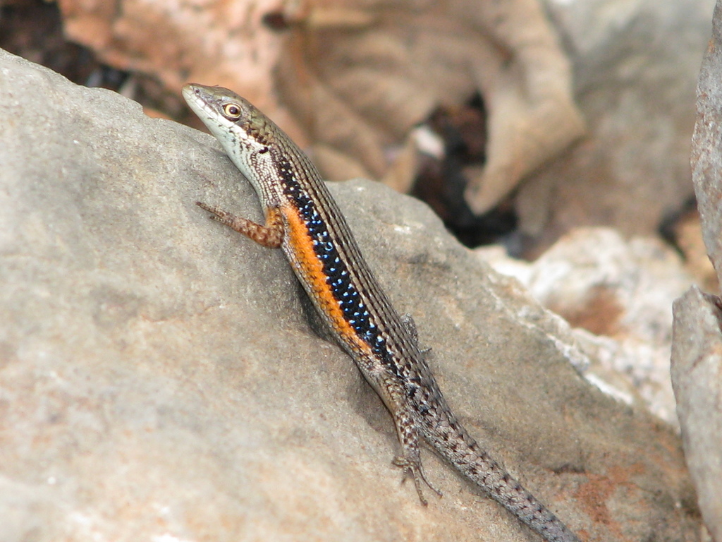 Lined Rainbow Skink