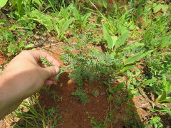 Astragalus tennesseensis