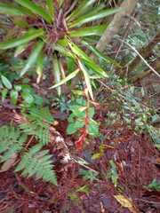 Tillandsia