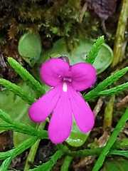 Pinguicula mesophytica