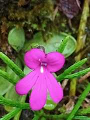 Pinguicula mesophytica