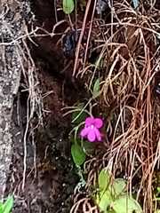 Pinguicula mesophytica