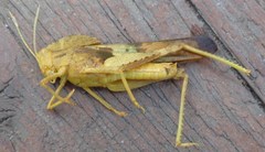 Pyrgodera armata