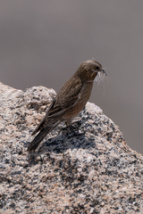 Leucosticte