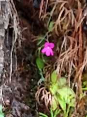 Pinguicula mesophytica