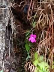 Pinguicula mesophytica
