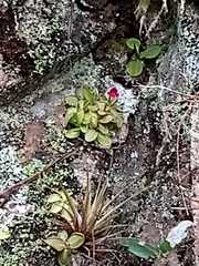 Pinguicula mesophytica